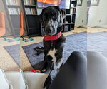Small #2 Great Dane-Poodle (Standard) Mix