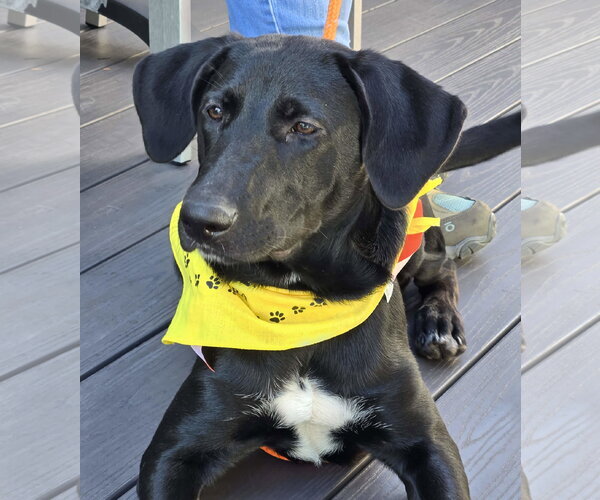 Medium Photo #7 Labrador Retriever-Unknown Mix Puppy For Sale in Cliffwood, NJ, USA