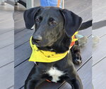 Small #6 Labrador Retriever Mix