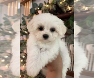 Maltese Puppy for Sale in ROCKY MOUNT, North Carolina USA