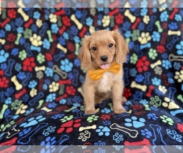 Medium Photo #6 Cavapoo (Miniature) Puppy For Sale in LAKELAND, FL, USA