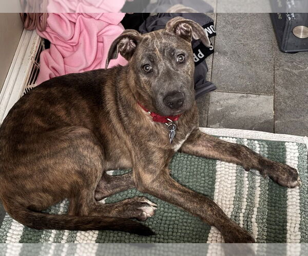 Medium Photo #15 Bull Terrier-Unknown Mix Puppy For Sale in Oak Bluffs, MA, USA