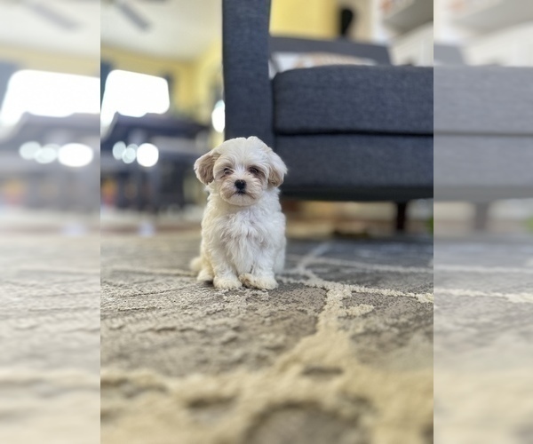 Medium Photo #5 Maltipoo Puppy For Sale in ALEXANDRIA, VA, USA