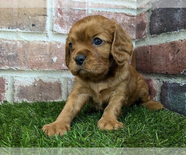 Medium Photo #7 Cavalier King Charles Spaniel Puppy For Sale in MOBERLY, MO, USA