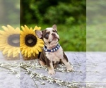 Small #11 French Bulldog