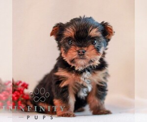 Yorkshire Terrier Puppy for sale in REINHOLDS, PA, USA