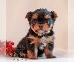 Small Yorkshire Terrier