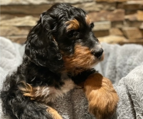 Medium Photo #1 Bernedoodle Puppy For Sale in NEW LENOX, IL, USA