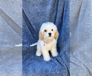 Cavapoo Puppy for sale in JEFFERSONVILLE, IN, USA