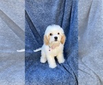 Small Cavapoo