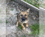 Small #9 German Shepherd Dog Mix