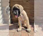 Litter of 9 - Female MastiffLitter of Puppies for Sale - Photo #5