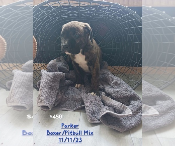 Medium Photo #1 Bullboxer Pit Puppy For Sale in TOPEKA, IN, USA