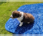 Small #3 Miniature American Shepherd