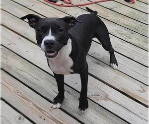 American Pit Bull Terrier Dogs for adoption in Murfreesboro, NC, USA