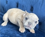 Small Photo #45 French Bulldog Puppy For Sale in CINCINNATI, OH, USA