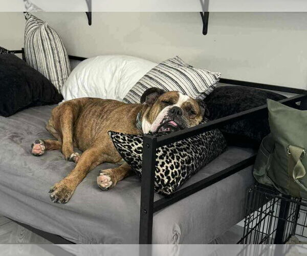 Medium Photo #10 Bull-Boxer Puppy For Sale in Princeton, MN, USA