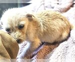 Small Photo #10 ShiChi Puppy For Sale in Wakefield, RI, USA