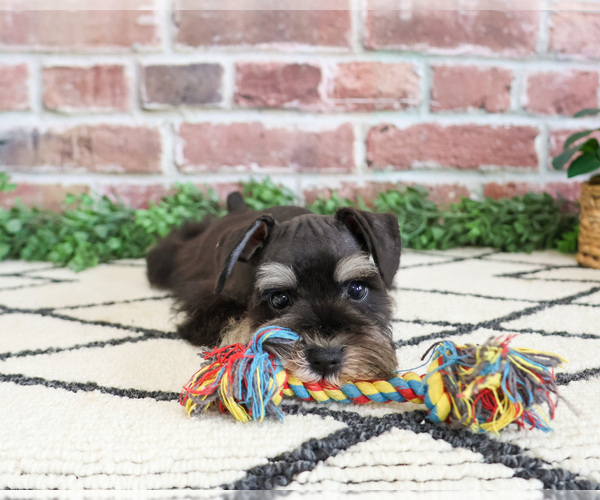 Medium Photo #6 Schnauzer (Miniature) Puppy For Sale in SYRACUSE, IN, USA