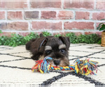 Small #5 Schnauzer (Miniature)