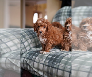 Poodle (Miniature) Puppy for sale in FREDERICK, MD, USA