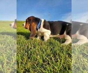 Basset Hound Puppy for Sale in COLUMBIA CROSS ROADS, Pennsylvania USA