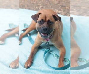 Mutt Dogs for adoption in Philadelphia, PA, USA