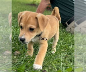 Mutt Dogs for adoption in Plainfield, IL, USA