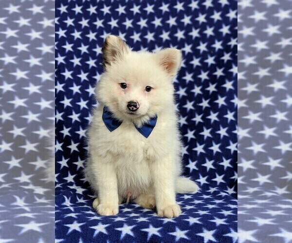 Medium Photo #2 Pomeranian Puppy For Sale in KIRKWOOD, PA, USA