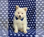Small Photo #2 Pomeranian Puppy For Sale in KIRKWOOD, PA, USA