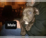Small Photo #6 American Bully Puppy For Sale in MOTLEY, MN, USA