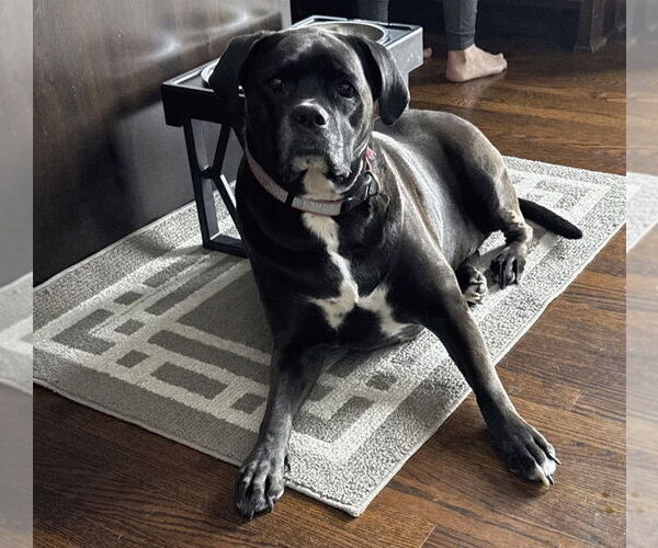 Medium Photo #1 Boxador Puppy For Sale in Woodbury, MN, USA