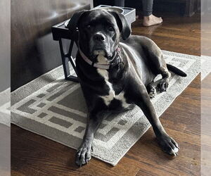 Boxador Dogs for adoption in Woodbury, MN, USA