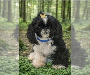 Shih Tzu Dogs for adoption in Bon Carbo, CO, USA