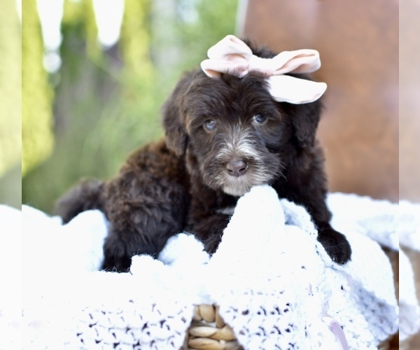 Medium Photo #5 Portuguese Water Dog Puppy For Sale in MILLERSBURG, OH, USA