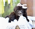Small #4 Portuguese Water Dog