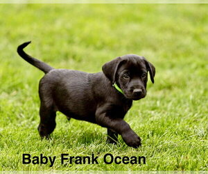 Labrador Retriever-Unknown Mix Dogs for adoption in Sandy, UT, USA
