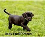 Baby Frank Ocean - Male Labrador Retriever-Unknown Mix Dog for Adoption - Small photo