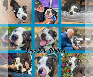 Paw Paw Walter - Male Mutt Dog for Adoption - Photo #18