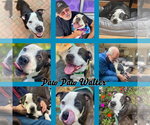 Small Photo #18 Mutt Puppy For Sale in Mount Laurel, NJ, USA
