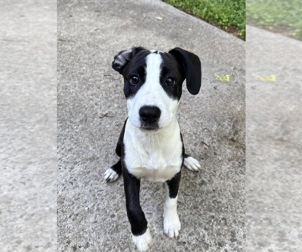 Medium Photo #5 Boxer-Unknown Mix Puppy For Sale in Mooresville, NC, USA