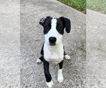 Small #4 Boxer Mix