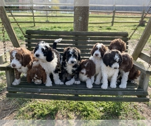Medium Photo #1 Bernedoodle Puppy For Sale in GEORGETOWN, DE, USA