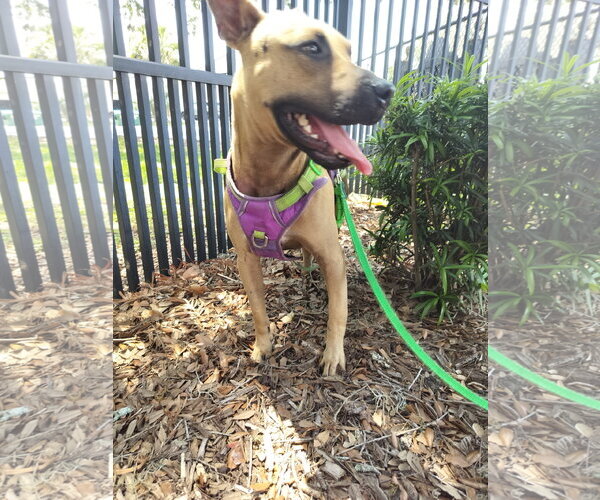 Medium Photo #6 Black Mouth Cur-Unknown Mix Puppy For Sale in Sanford, FL, USA