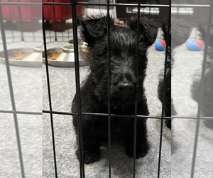 Scottish Terrier Puppy for sale in SACRAMENTO, CA, USA