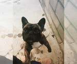 Small Photo #1 French Bulldog Puppy For Sale in FONTANA, CA, USA