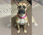 Small Photo #3 American Pit Bull Terrier-Black Mouth Cur Mix Puppy For Sale in Spotsylvania, VA, USA