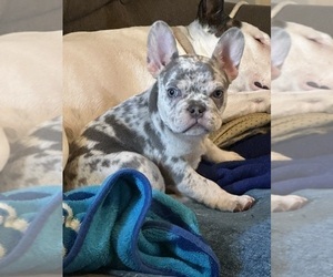 French Bulldog Puppy for sale in MOORESVILLE, IN, USA