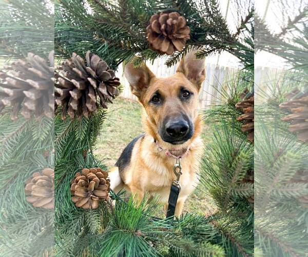 Medium Photo #4 German Shepherd Dog Puppy For Sale in Belleuve, NE, USA