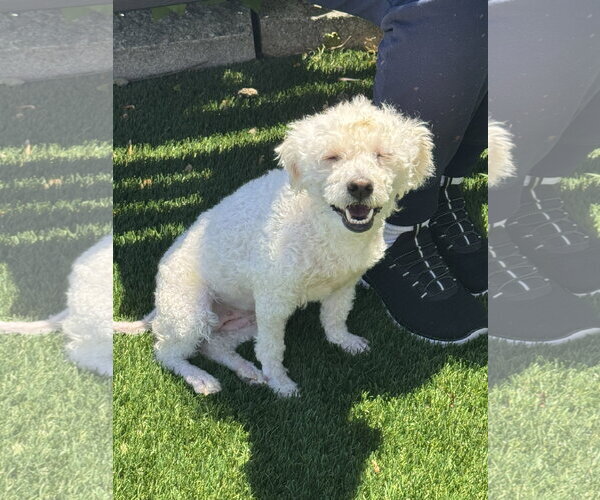 Medium Photo #4 Mutt Puppy For Sale in Perth Amboy, NJ, USA